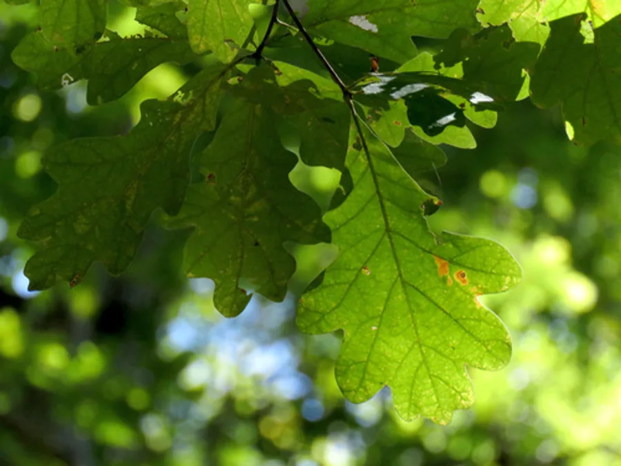 White Oak, photographed at or near Green Ridge State Forest
