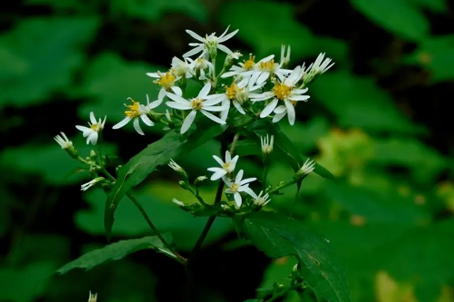 White Wood Aster, photographed at or near Green Ridge State Forest