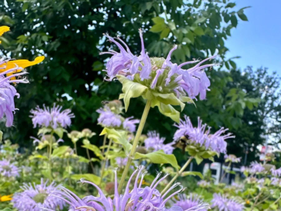 Wild Bergamot / Bee Balm, photographed at or near Green Ridge State Forest