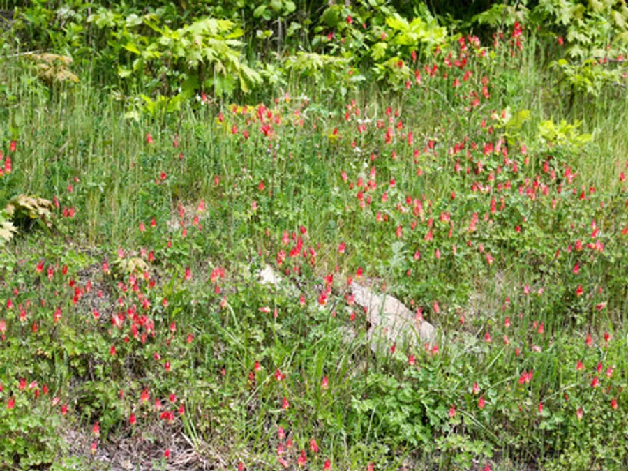Wild Columbine, photographed at or near Green Ridge State Forest