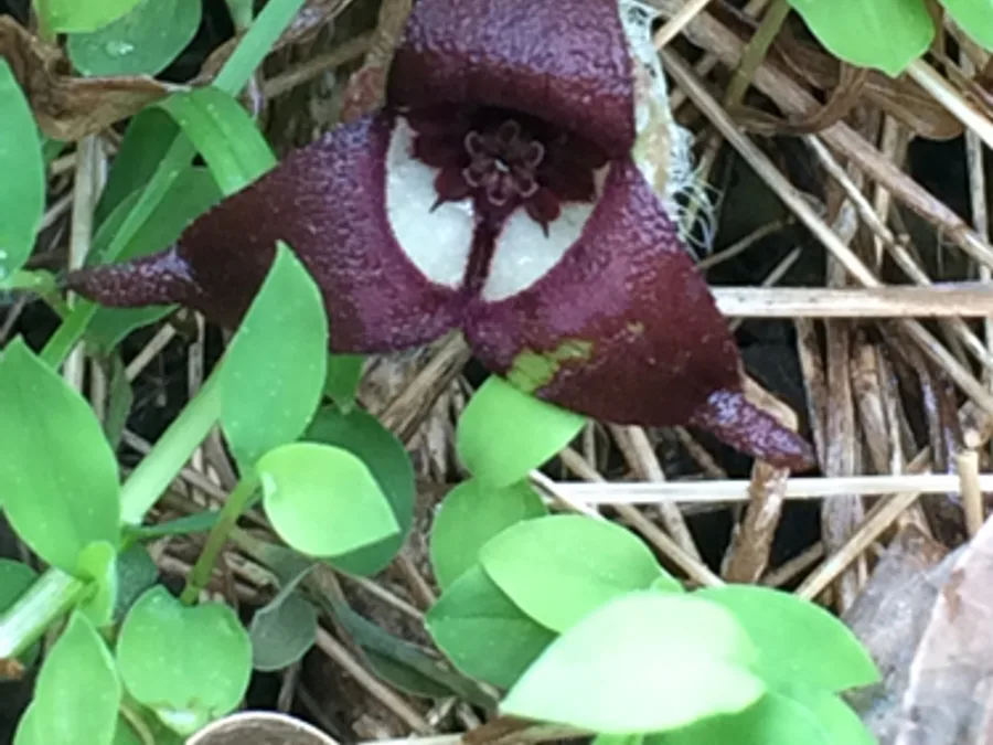Wild Ginger, photographed at or near Green Ridge State Forest