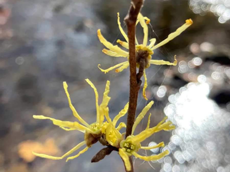Witch Hazel, photographed at or near Green Ridge State Forest