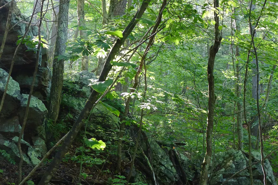 A forest from the wreckage