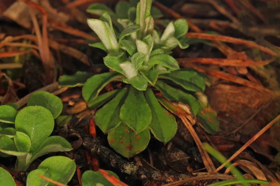 The shale barrens: Maryland's little deserts
