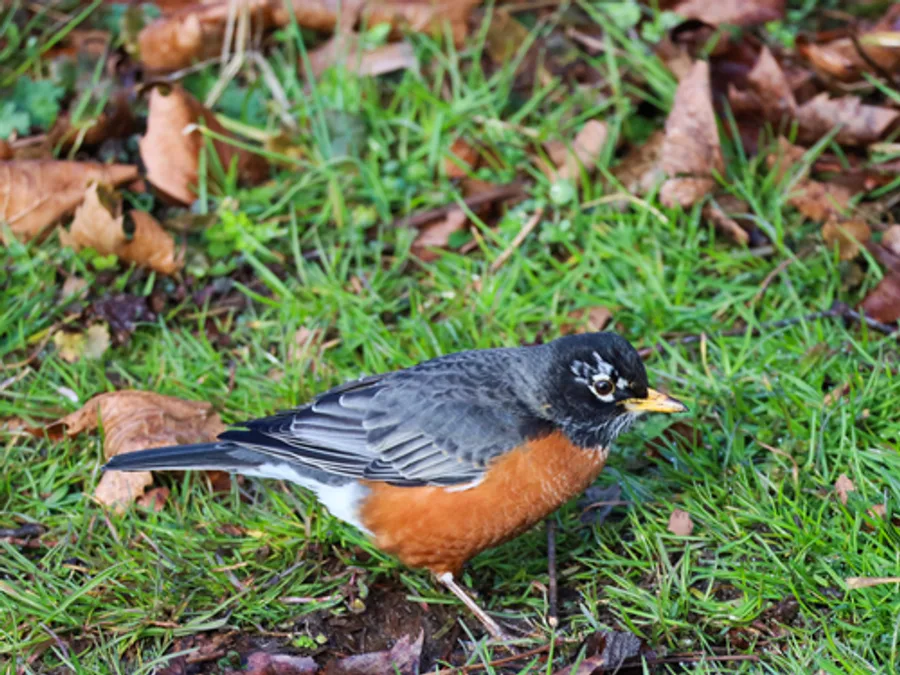 American robin, the animal behind one of the night sounds at Green Ridge