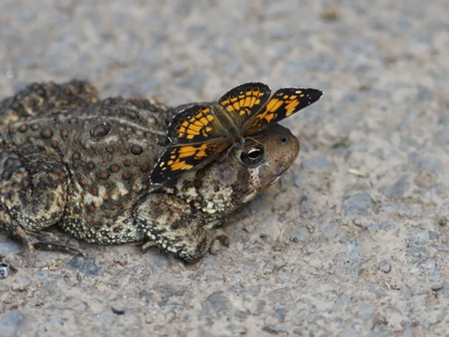 American toad, the animal behind one of the night sounds at Green Ridge