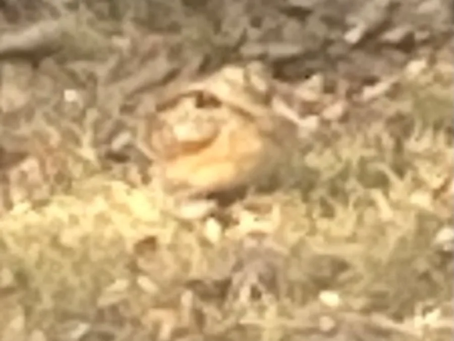 American woodcock, the animal behind one of the night sounds at Green Ridge