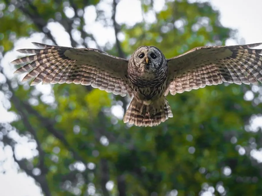 Barred owl, the animal behind one of the night sounds at Green Ridge