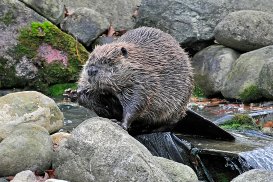 American beaver, the animal behind one of the night sounds at Green Ridge
