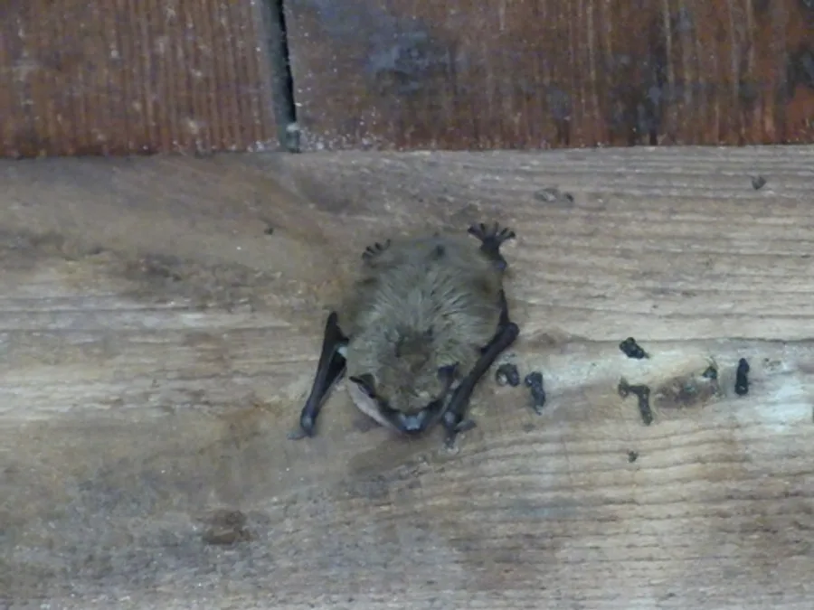 Big brown bat, the animal behind one of the night sounds at Green Ridge
