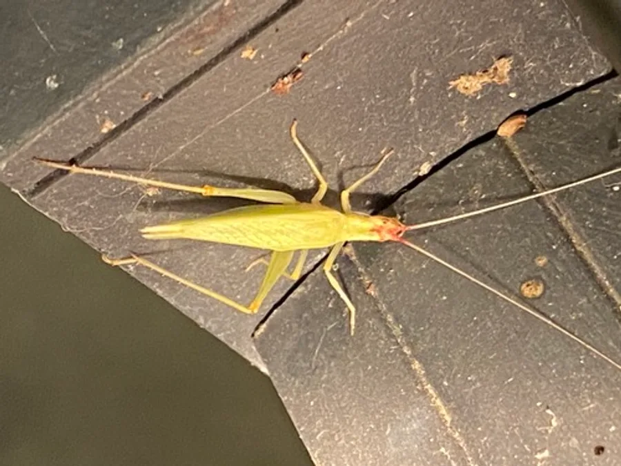 Broad-winged tree cricket, the animal behind one of the night sounds at Green Ridge