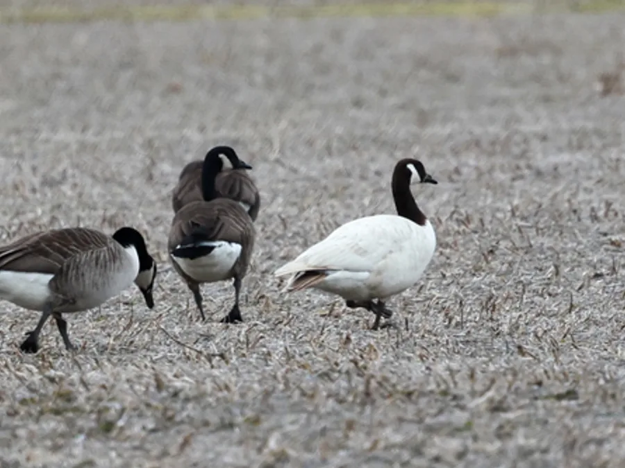 Canada goose, the animal behind one of the night sounds at Green Ridge