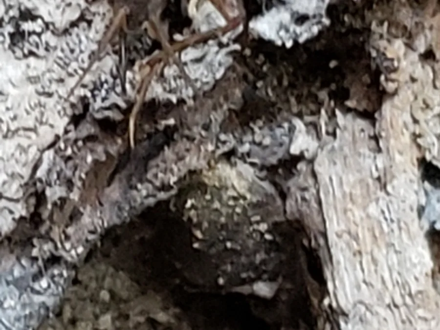Carolina ground cricket, the animal behind one of the night sounds at Green Ridge