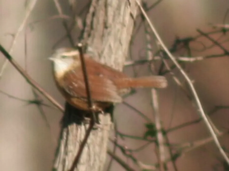Carolina wren, the animal behind one of the night sounds at Green Ridge