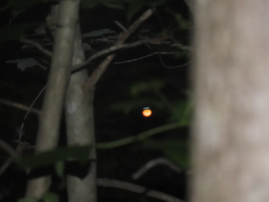 Chuck-will's-widow, the animal behind one of the night sounds at Green Ridge