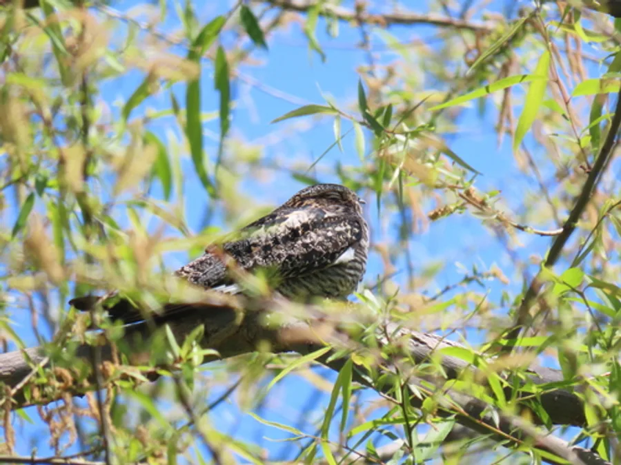 Common nighthawk, the animal behind one of the night sounds at Green Ridge