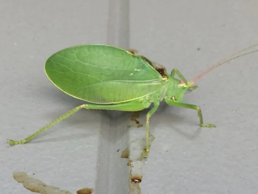 Common true katydid, the animal behind one of the night sounds at Green Ridge