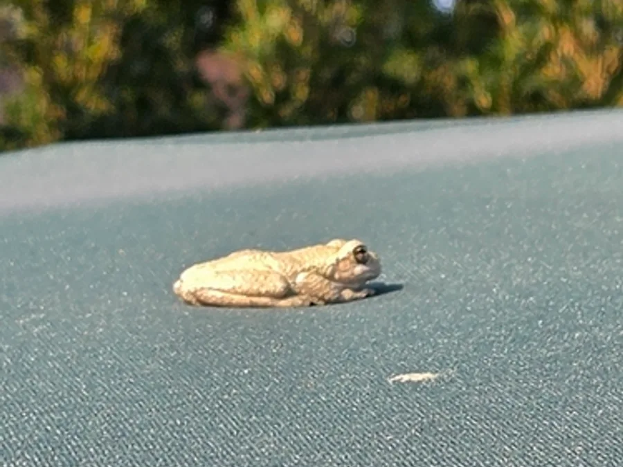 Cope's gray treefrog, the animal behind one of the night sounds at Green Ridge