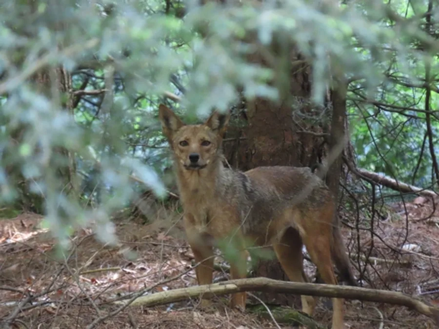 Coyote, the animal behind one of the night sounds at Green Ridge