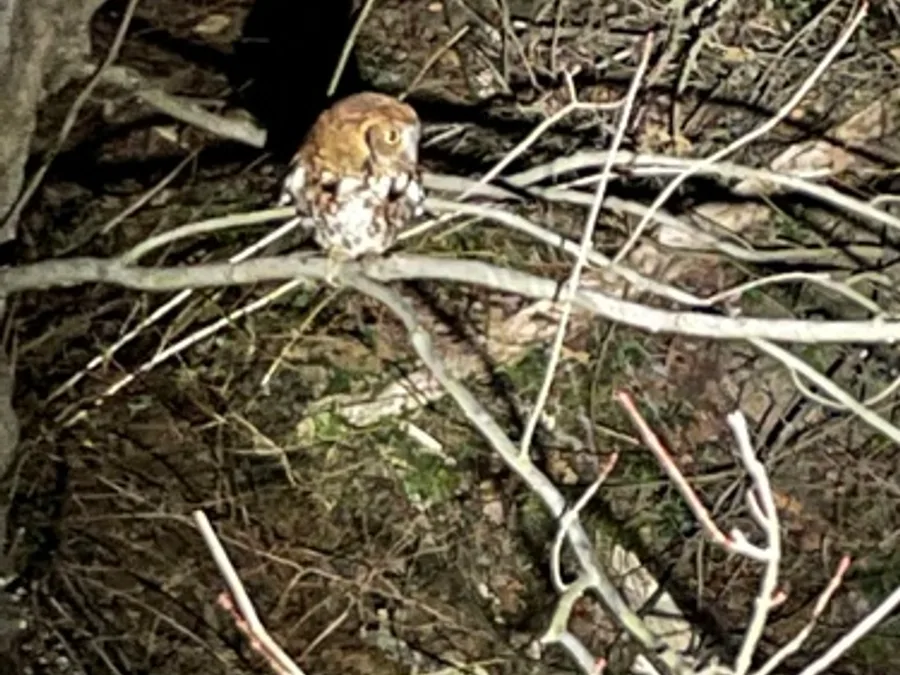 Eastern screech-owl, the animal behind one of the night sounds at Green Ridge
