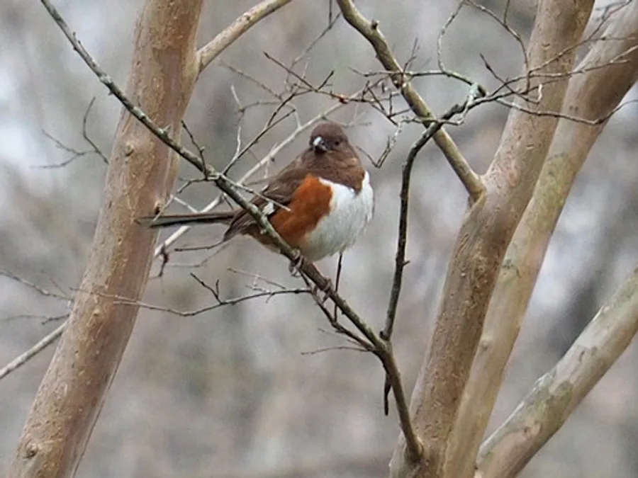 Eastern towhee, the animal behind one of the night sounds at Green Ridge