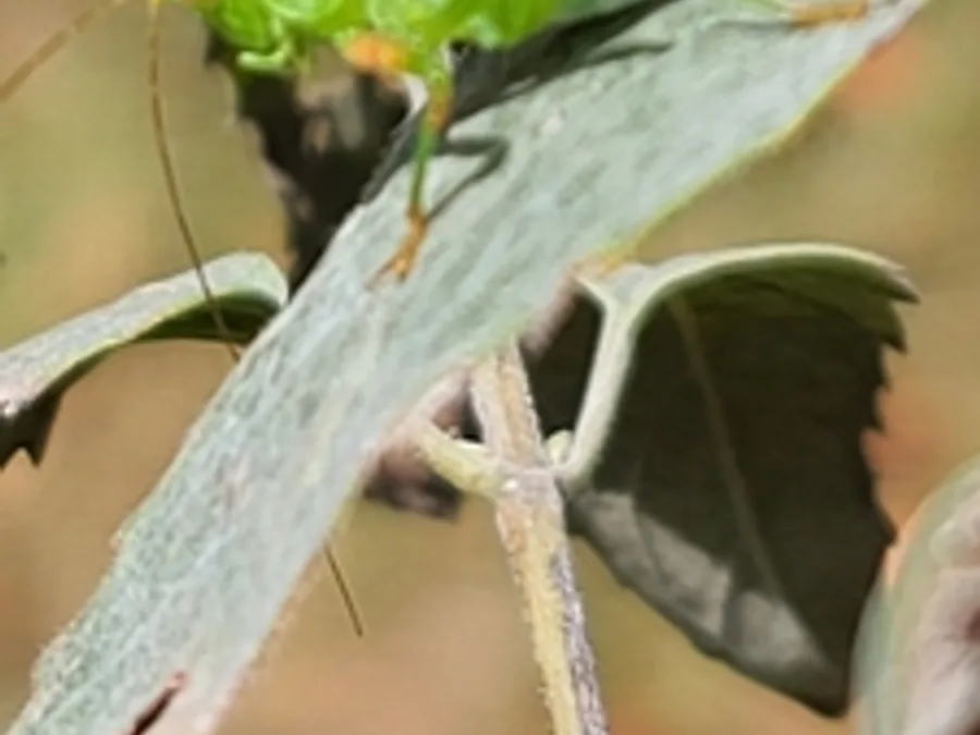 Fork-tailed bush katydid, the animal behind one of the night sounds at Green Ridge