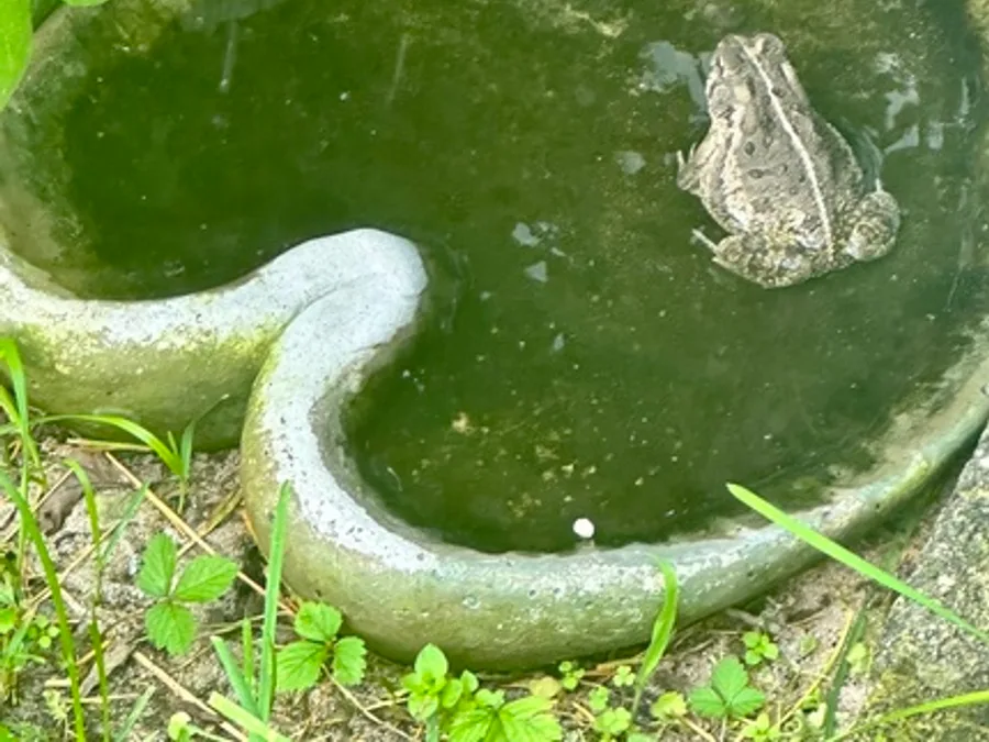 Fowler's toad, the animal behind one of the night sounds at Green Ridge