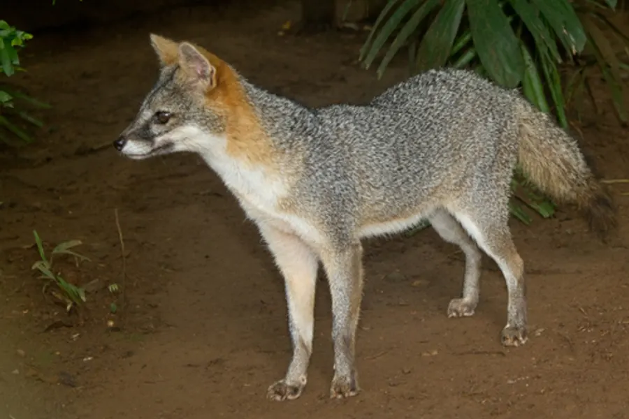 Gray fox, the animal behind one of the night sounds at Green Ridge