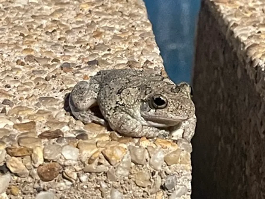 Gray treefrog, the animal behind one of the night sounds at Green Ridge