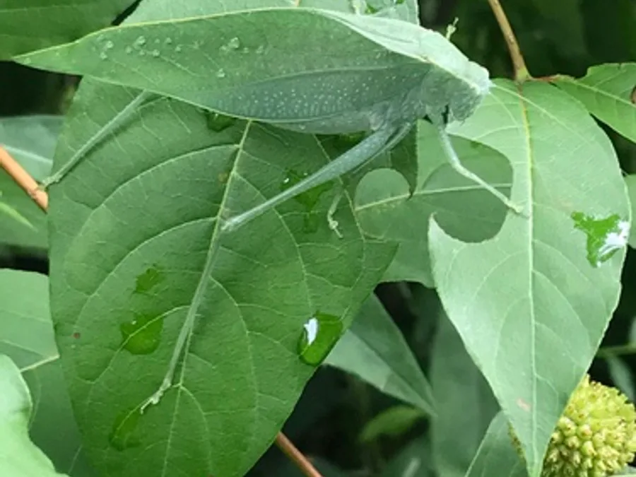 Greater anglewing katydid, the animal behind one of the night sounds at Green Ridge