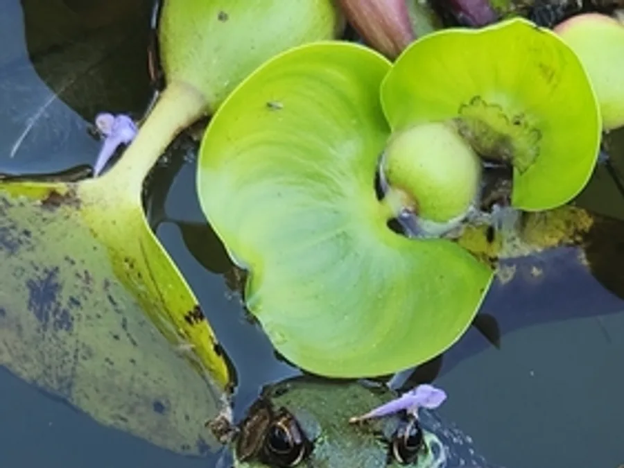 Green frog, the animal behind one of the night sounds at Green Ridge