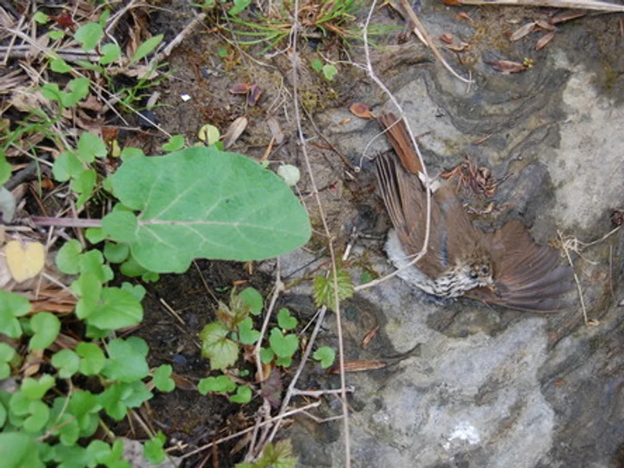 Hermit thrush, the animal behind one of the night sounds at Green Ridge