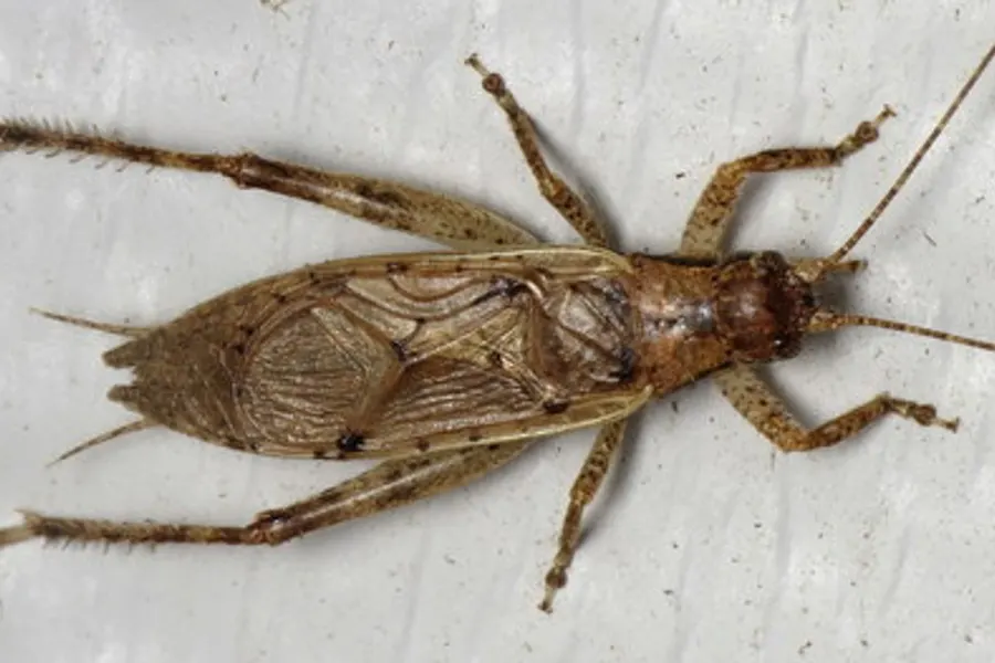 Jumping bush cricket, the animal behind one of the night sounds at Green Ridge