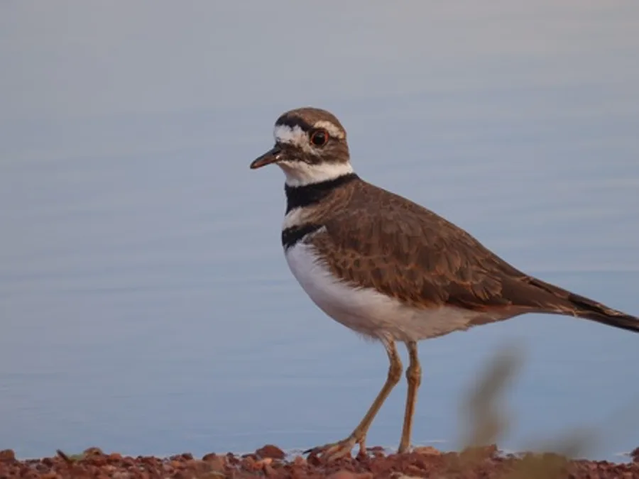Killdeer, the animal behind one of the night sounds at Green Ridge