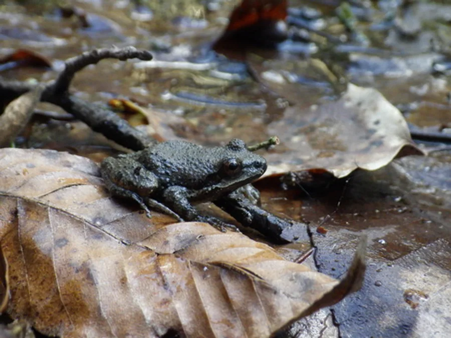 Mountain chorus frog, the animal behind one of the night sounds at Green Ridge