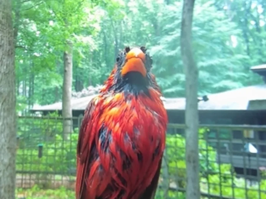 Northern cardinal, the animal behind one of the night sounds at Green Ridge