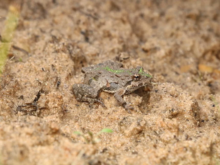 Northern cricket frog, the animal behind one of the night sounds at Green Ridge