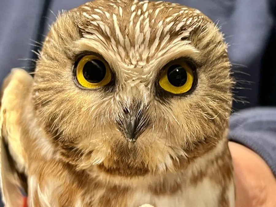 Northern saw-whet owl, the animal behind one of the night sounds at Green Ridge