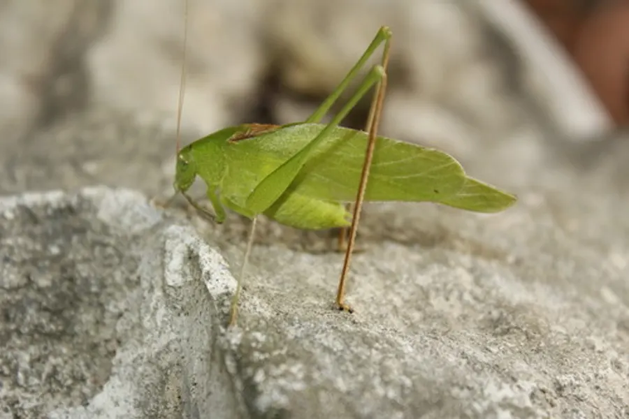 Oblong-winged katydid, the animal behind one of the night sounds at Green Ridge
