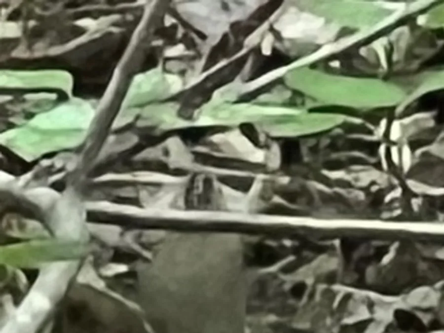 Ovenbird, the animal behind one of the night sounds at Green Ridge