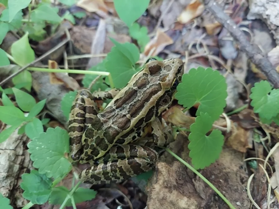 Pickerel frog, the animal behind one of the night sounds at Green Ridge