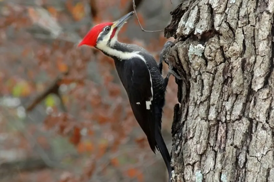 Pileated woodpecker, the animal behind one of the night sounds at Green Ridge