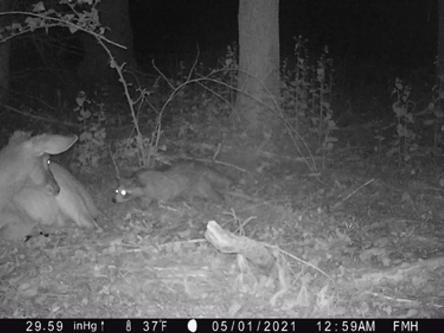 Raccoon, the animal behind one of the night sounds at Green Ridge