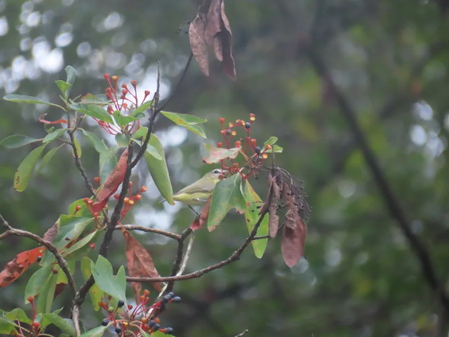 Red-eyed vireo, the animal behind one of the night sounds at Green Ridge