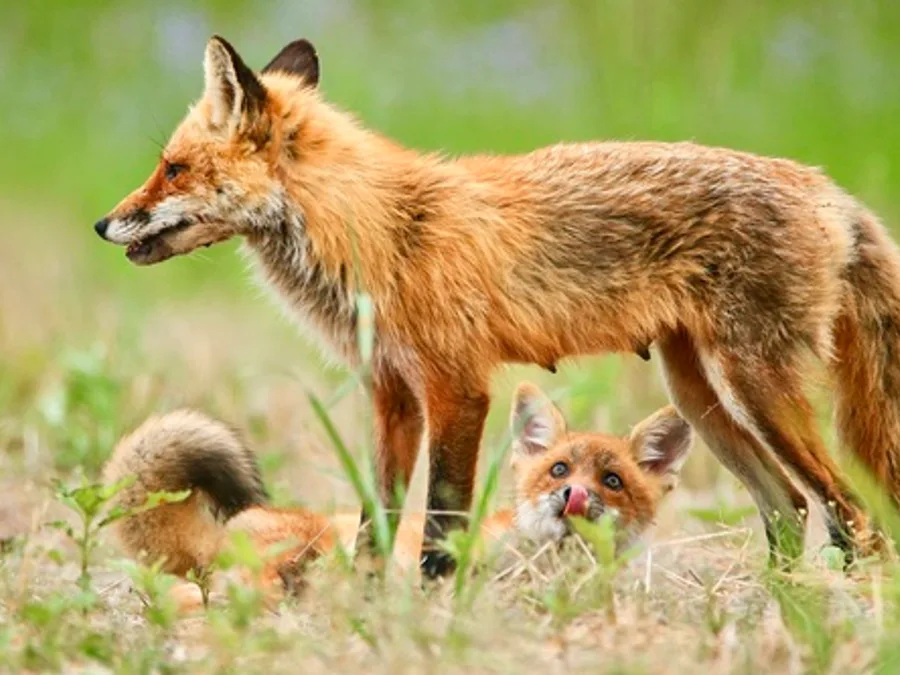Red fox, the animal behind one of the night sounds at Green Ridge