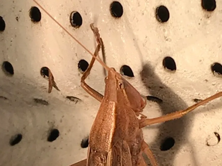 Round-tipped conehead, the animal behind one of the night sounds at Green Ridge