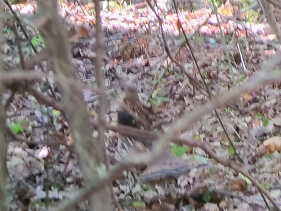 Ruffed grouse, the animal behind one of the night sounds at Green Ridge