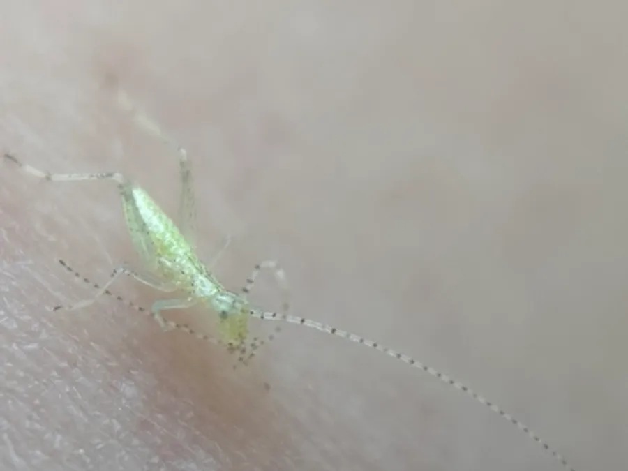 Snowy tree cricket, the animal behind one of the night sounds at Green Ridge