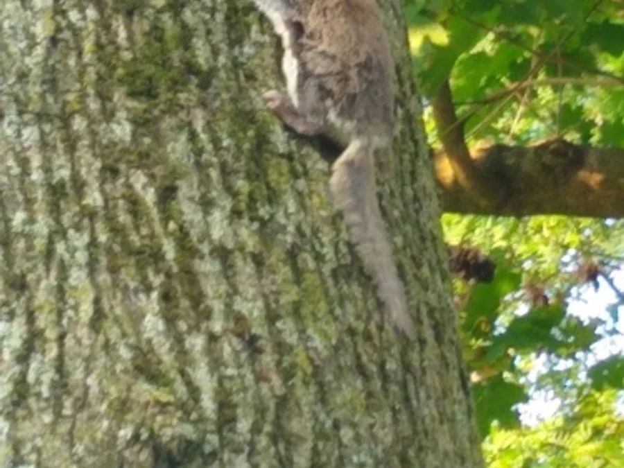 Southern flying squirrel, the animal behind one of the night sounds at Green Ridge