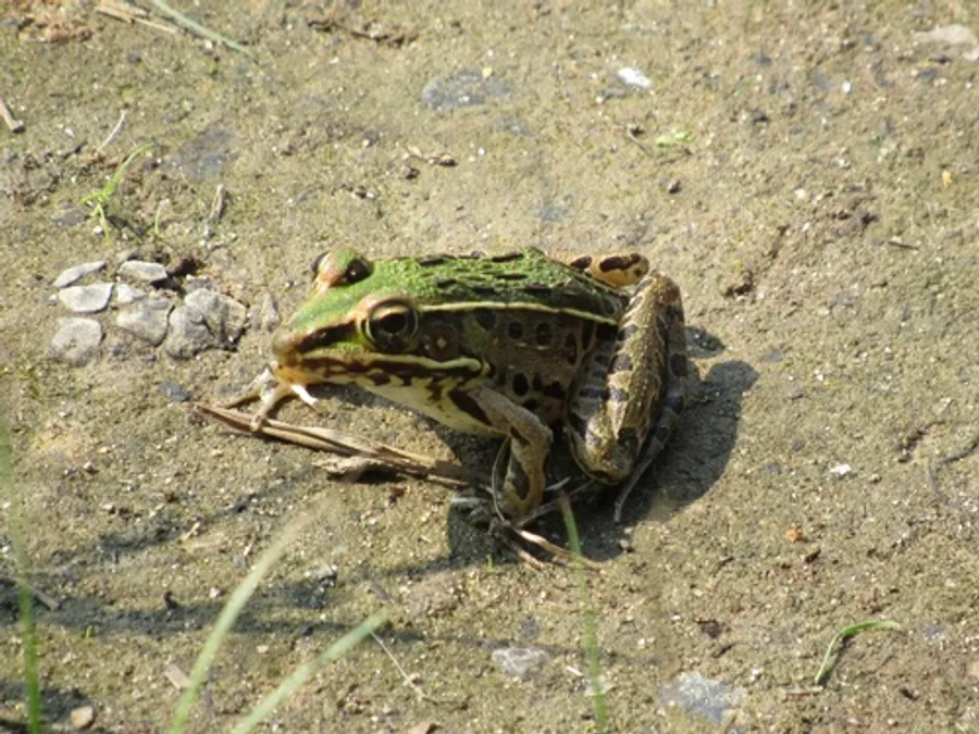 Southern leopard frog, the animal behind one of the night sounds at Green Ridge